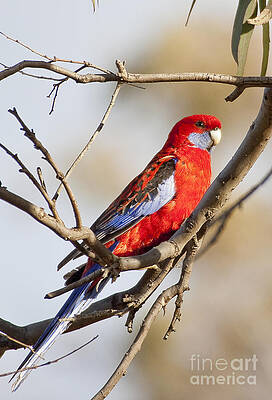 Wildlife Photograph - Crimson Rosella 1 - Australia by Steven Ralser