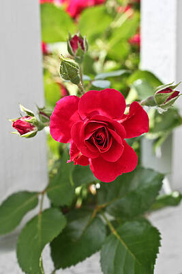 Wall Art featuring the photograph Roses Are Red by Joann Copeland-Paul