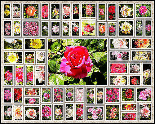Painting - Roses Collage 2 - Painted by Stefano Senise