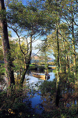 Serene Photograph - Ross Through Trees by Mark Callanan