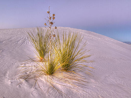Dramatic Wall Art featuring the photograph Rosy Light At White Sands by Jean Noren