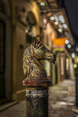 America Photograph - Royal Knight by David Morefield