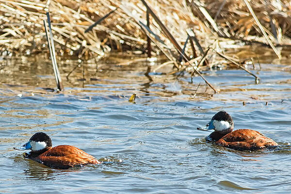 Marsh Photograph - Ruddy Ducks On Horicon Marsh by Natural Focal Point Photography