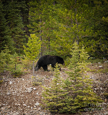 Wall Art featuring the photograph Running Bear by Blake Webster