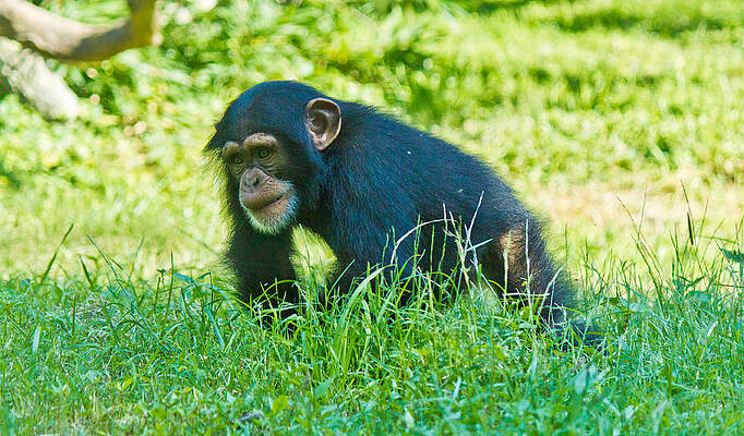 Wall Art featuring the photograph Running Chimp by Jonny D