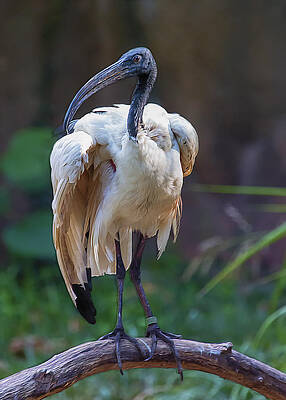 Black And White Wall Art featuring the photograph Sacred Ibis by Bill and Linda Tiepelman