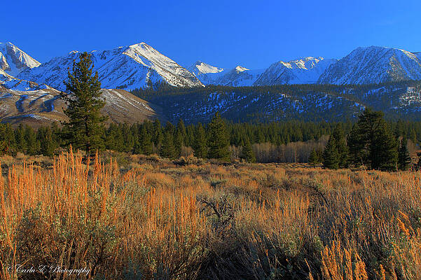 Tree Photograph - Sage And Pine by Carla E
