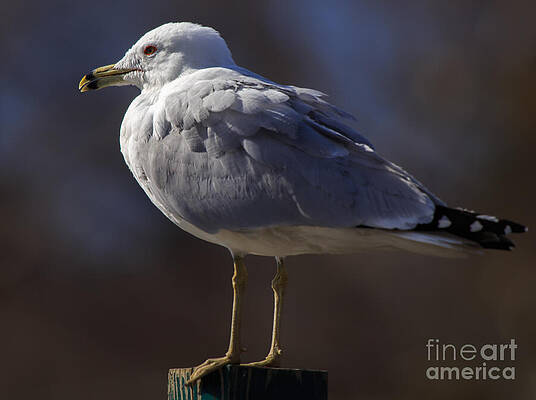 Wall Art featuring the photograph Sam Stoic Seagull by Mary Lou Chmura