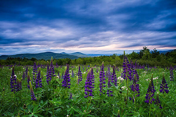 Sampler Field Lupine by Jeff Sinon