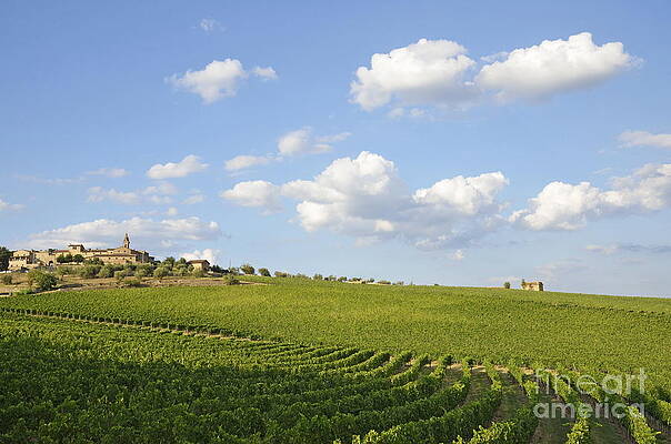 Cloud Photograph - San Gusme Vineyards by Sami Sarkis Photography