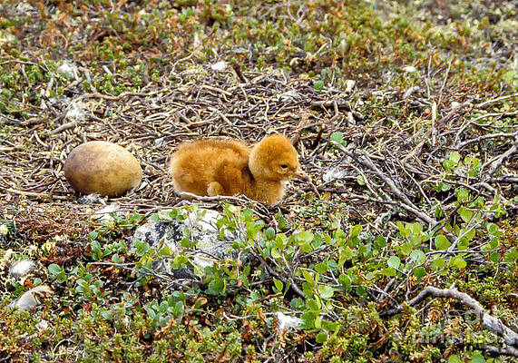 Wildlife Photograph - Sandhill Crane Chick by Steven Ralser
