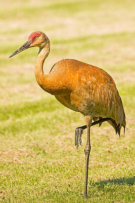 Wisconsin Photograph - Sandhill Crane Closeup Again by Natural Focal Point Photography