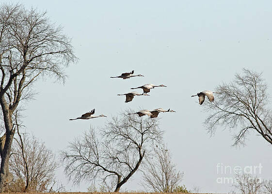 Fall Photograph - Sandhill Crane In The Fall by Natural Focal Point Photography