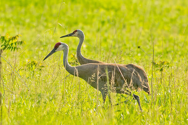 Marsh Photograph - Sandhill Crane by Natural Focal Point Photography