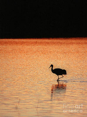 Reflection Photograph - Sandhill Crane by Steven Ralser