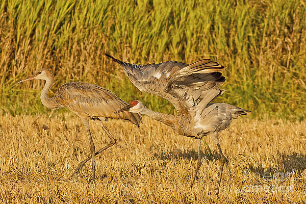Wisconsin Photograph - Sandhill Crane Stretching by Natural Focal Point Photography