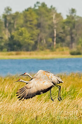 Marsh Photograph - Sandhill Crane Take Off by Natural Focal Point Photography