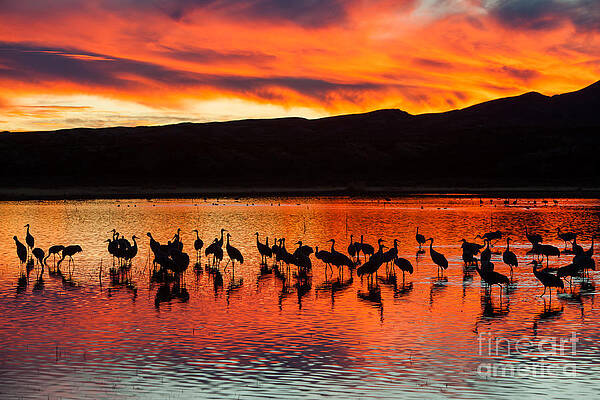 Reflection Wall Art featuring the photograph Sandhill Cranes At Sunset by Clarence Holmes