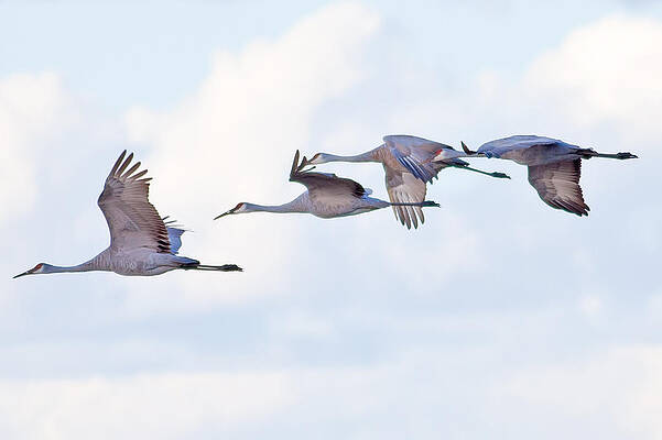 Marsh Photograph - SandHill Cranes Landing by Natural Focal Point Photography