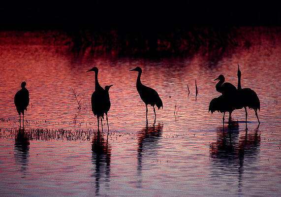 Wildlife Photograph - Sandhill Cranes - Bosque Del Apache - New Mexico by Steven Ralser