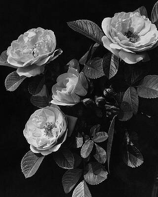 Black Background Wall Art featuring the photograph Sarah Van Fleet Variety Of Roses by J. Horace McFarland