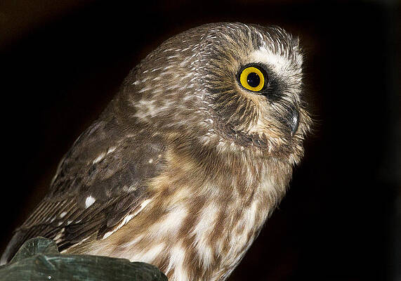 Wall Art featuring the photograph Saw-Whet Profile by Jean Noren