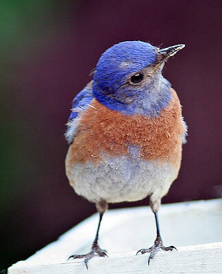 Bird Wall Art featuring the photograph Say What by Jean Noren