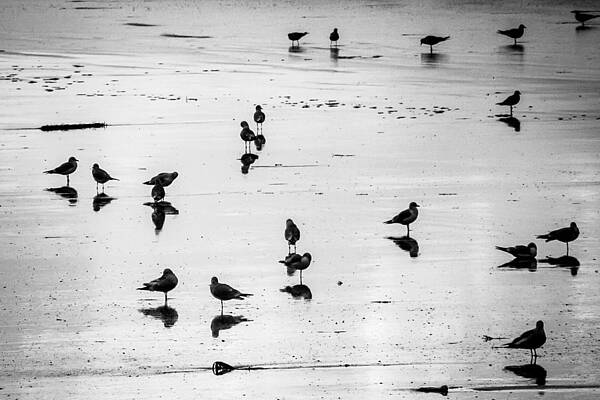 Reflection Wall Art featuring the photograph Seabird Heaven by Mark Callanan
