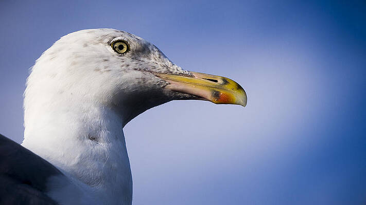 Wildlife Photograph - Seagull - Cape Neddick - Maine by Steven Ralser
