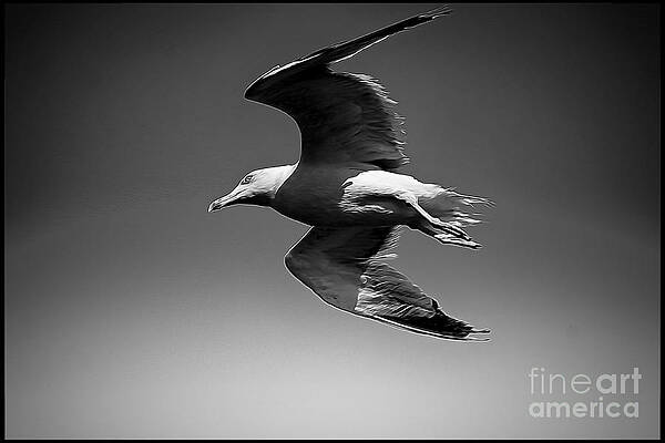 Sky Wall Art featuring the photograph Seagull Flying Higher by Stefano Senise