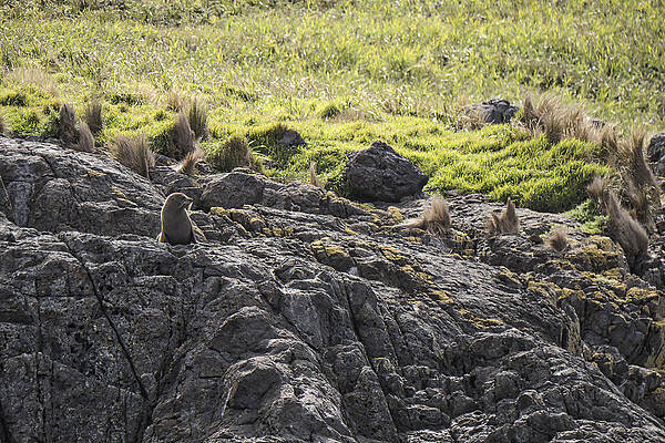 Wildlife Photograph - Seal - Montague Island - Austrlalia by Steven Ralser