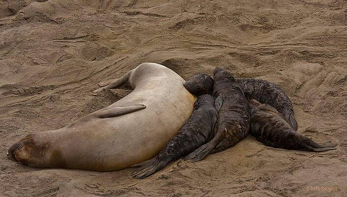 Sea Photograph - Seal And Pups by Beth Sargent