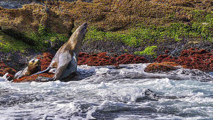 Wildlife Photograph - Seals - Montague Island - Australia by Steven Ralser