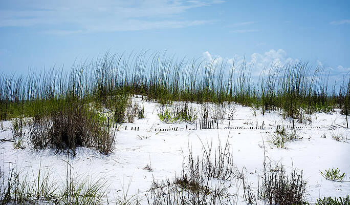 Natural Photograph - Seaside Fenceline by David Morefield