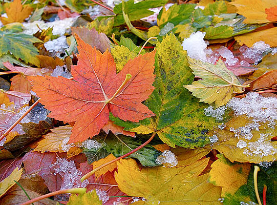 Wall Art featuring the photograph Seasonal Mix by Rona Black