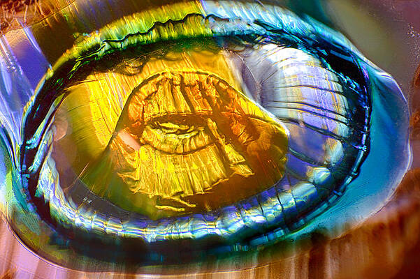 Wall Art featuring the photograph See Shell Or Sea Shell by Omaste Witkowski