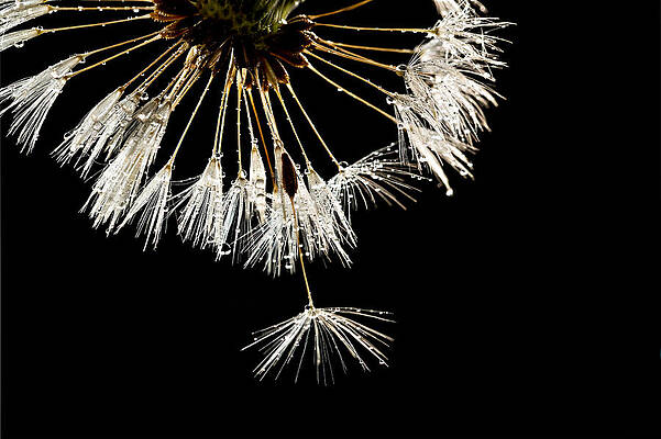 Dandelion Seeds with Water Droplets Photograph