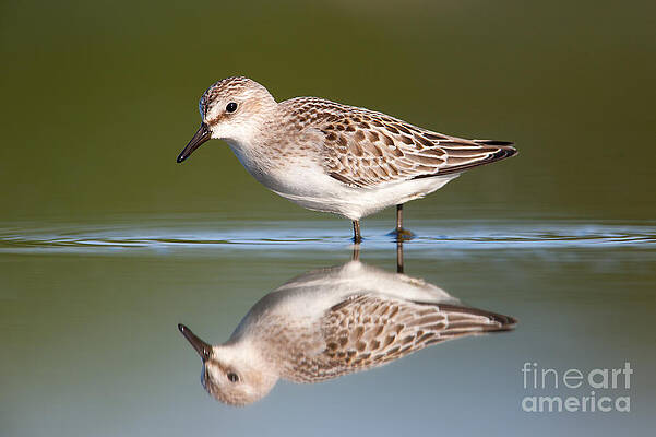 Reflection Wall Art featuring the photograph Semipalmated Sandpiper III by Clarence Holmes