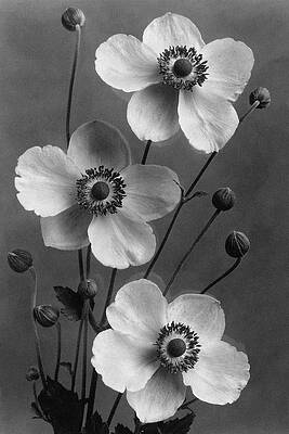 Elegant White Flowers in Bloom Wall Art