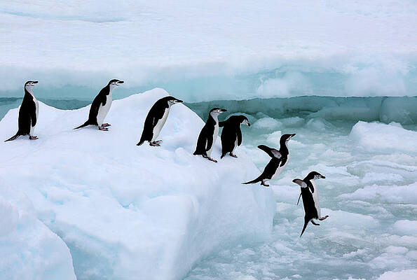 Penguins Wall Art - Photos.com