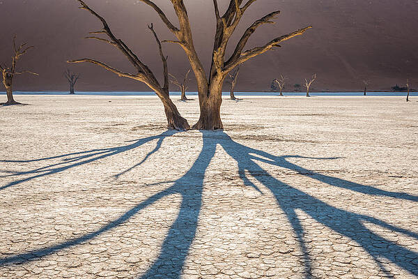 National Wall Art featuring the photograph Shadow Of The Camel Thorn - Dead Vlei Photograph by Duane Miller