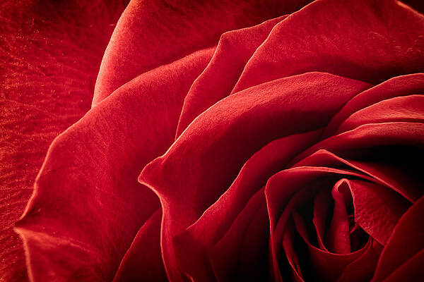 Wall Art featuring the photograph Shadows Of A Red Rose by Jeff Sinon