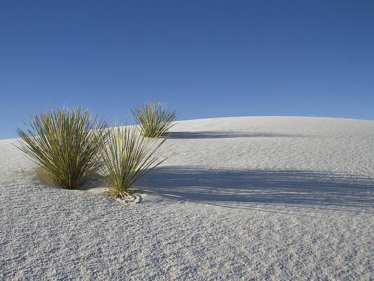 Dramatic Wall Art featuring the photograph Shadows On White Sands by Jean Noren