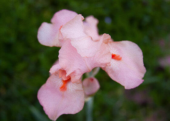 Summer Painting - Shy Pink Iris by Omaste Witkowski
