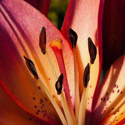 Wall Art featuring the painting Shy Pink Lily by Omaste Witkowski