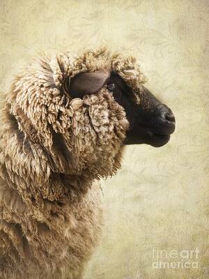 Curly Wooly Sheep Profile Wall Art