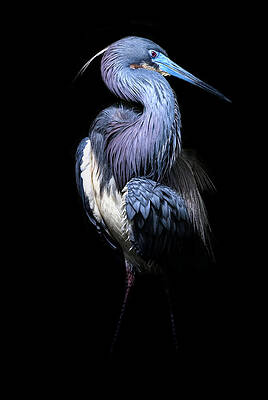 Wall Art featuring the photograph Side Step by Ghostwinds Photography