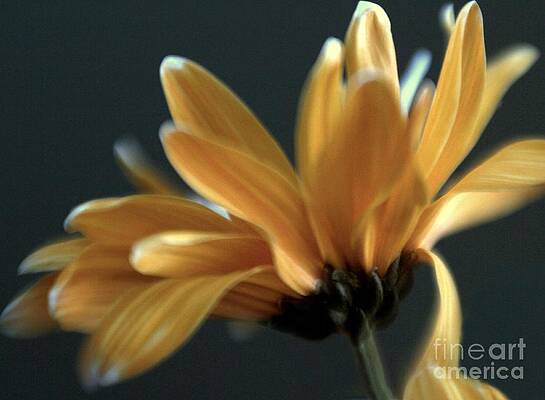 Wild Photograph - Signature Daisy by Mary Lou Chmura