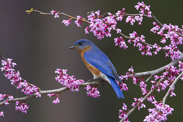Photograph - Signs Of Spring by Jim E Johnson