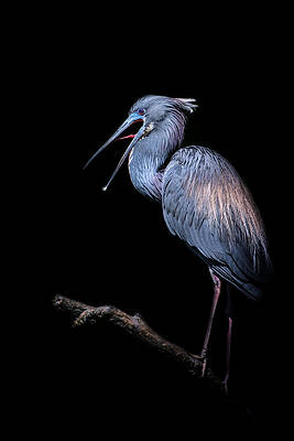Wall Art featuring the photograph Silence by Ghostwinds Photography